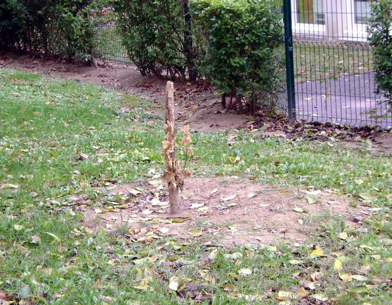 À Romilly, un jardinier dénonce la présence de pièges dont les